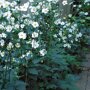 Anemone hybrida 'Honorine Jobert' als borderbeplanting
